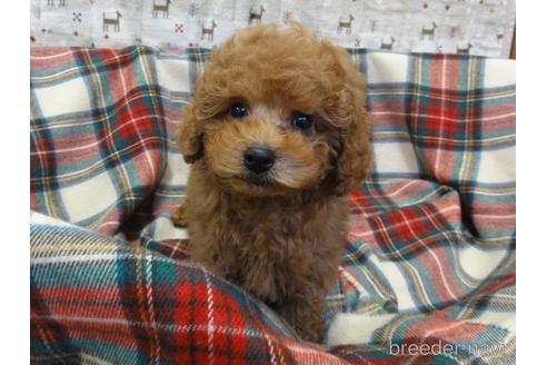 成約済の宮城県のトイプードル-216569の7枚目